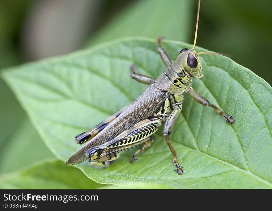 Grasshopper resting on a Dogwood leaf