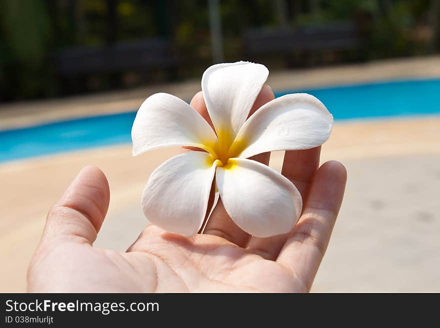 Frangipani in a hand