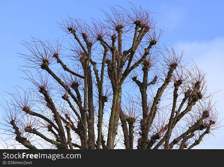 Tree In A Park