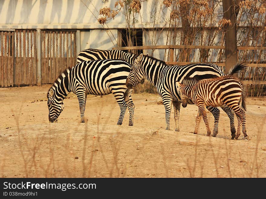 Several zebras are eating grass