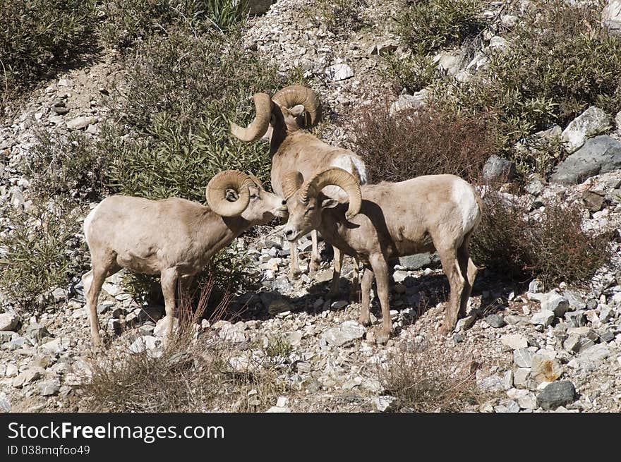 Big horn sheep