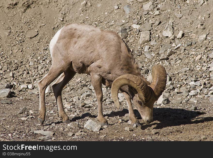 Big horn sheep