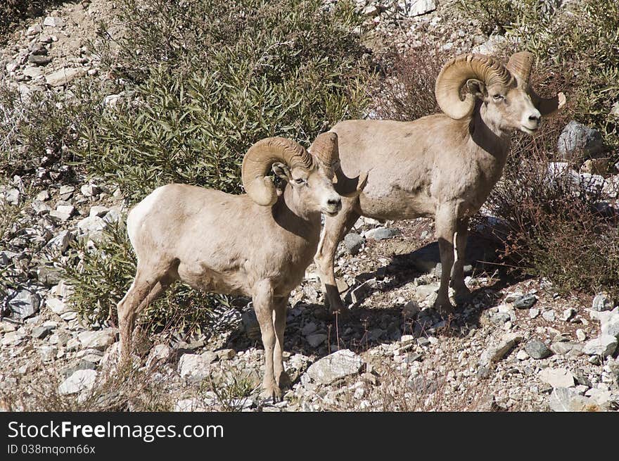 Big Horn Sheep