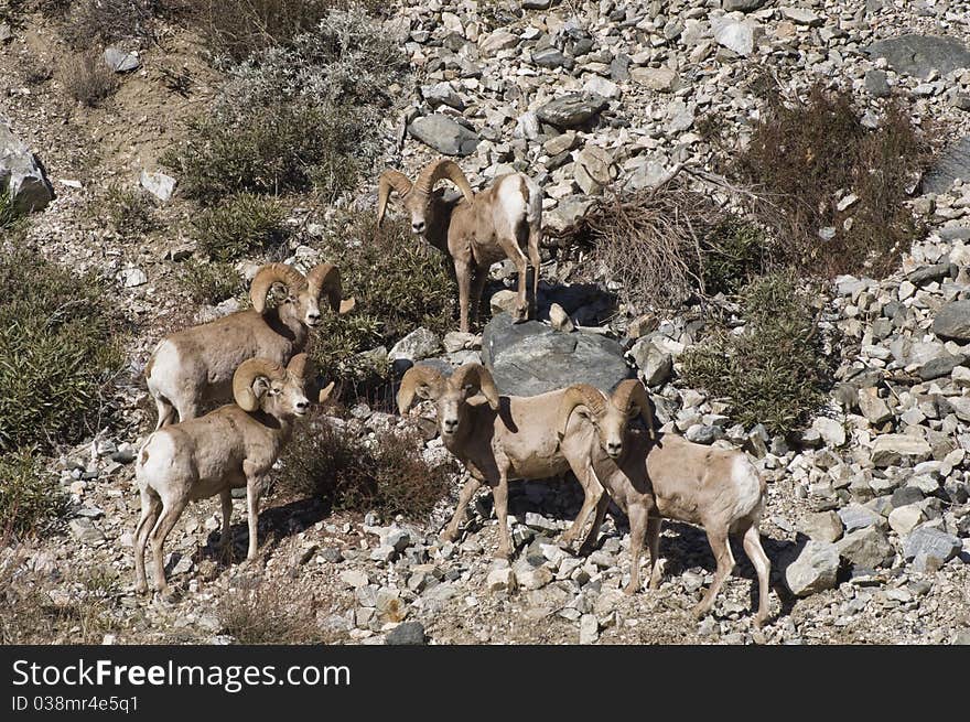 Big horn sheep