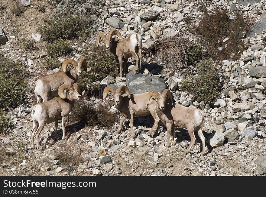 Big horn sheep