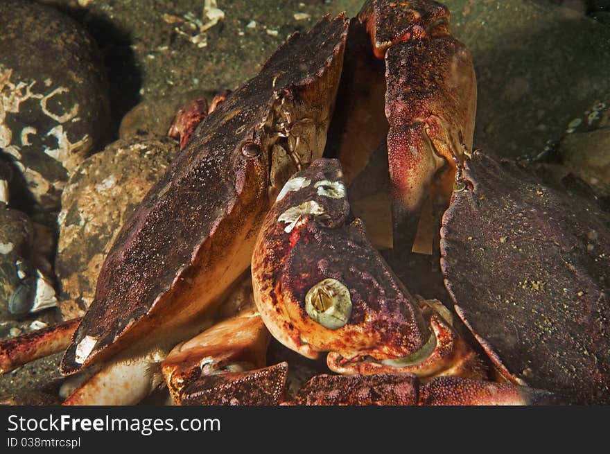 Two red rock crabs battling over territory. Two red rock crabs battling over territory.