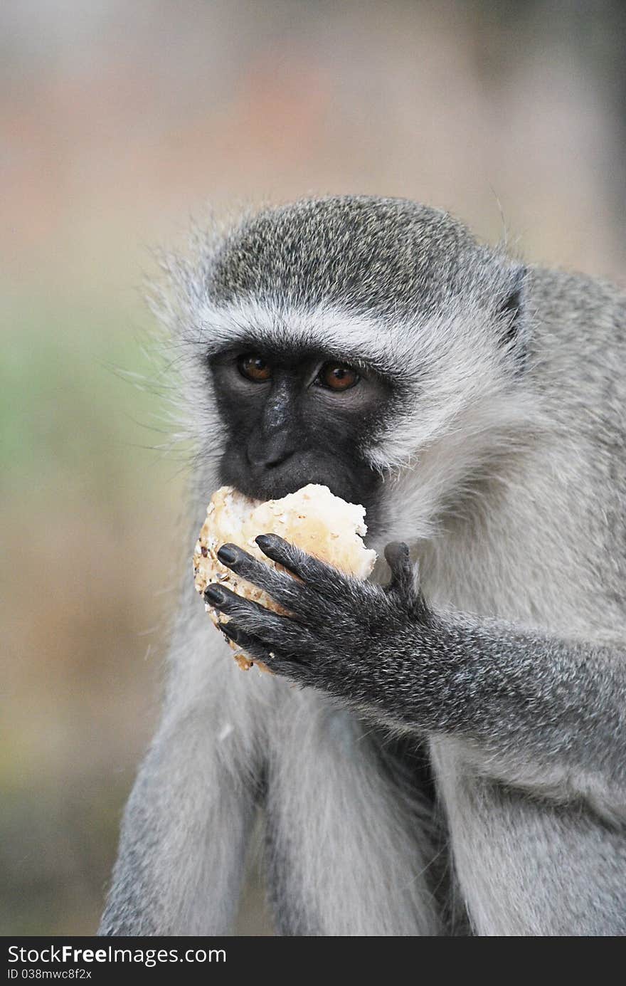 Vervet Monkey eating a bun, South Africa