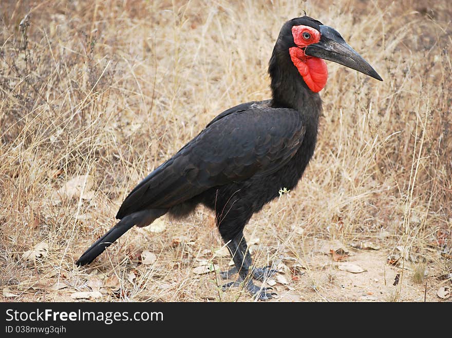 Bucorvus cafer - bird species - in Kruger National Park