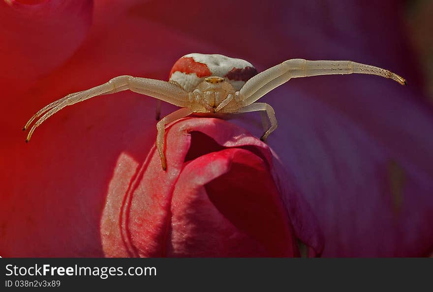 Crab Spider On Guard