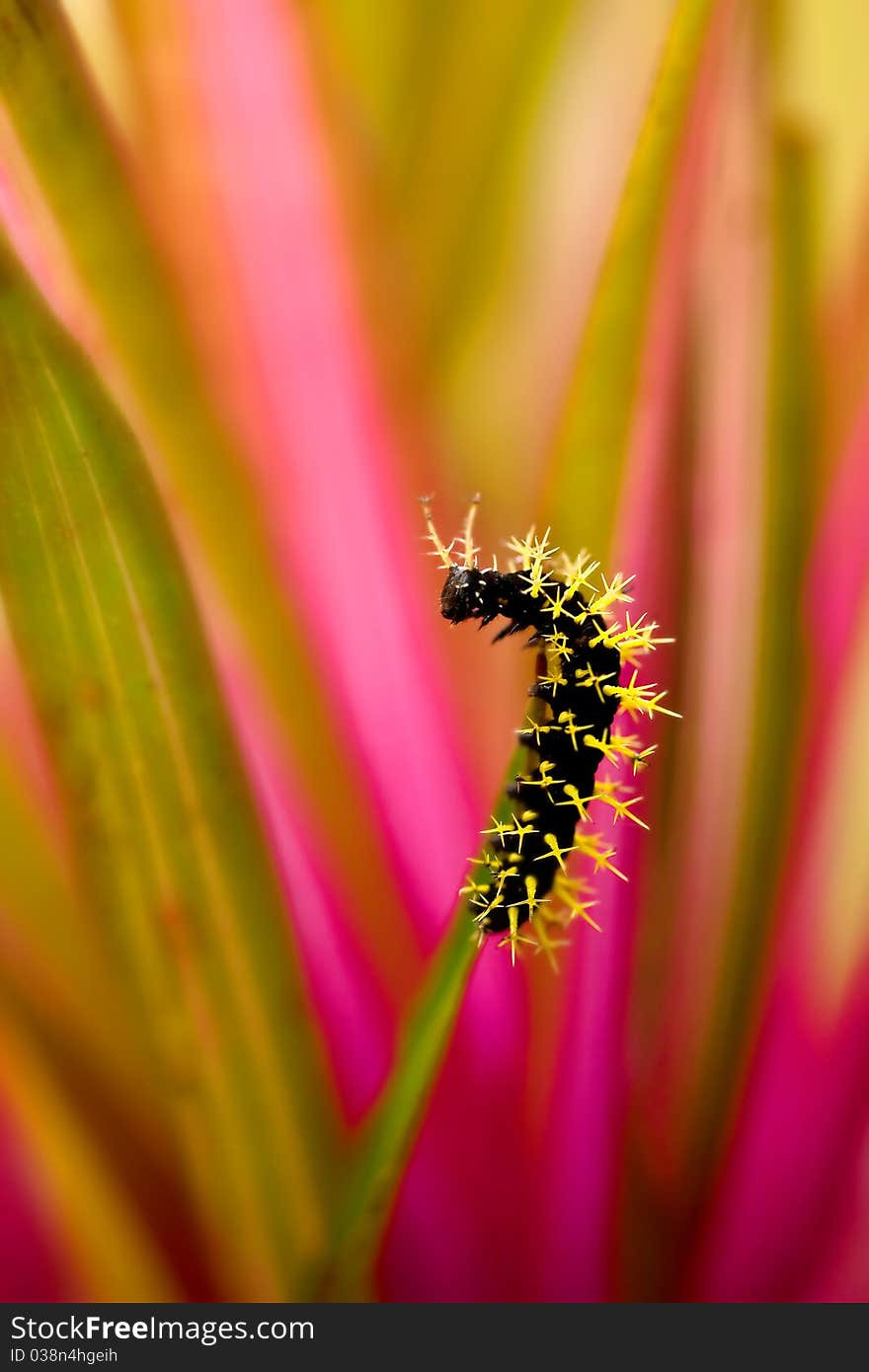 Leucanella hosmera caterpilar. shot in Costa Rica. Leucanella hosmera caterpilar. shot in Costa Rica