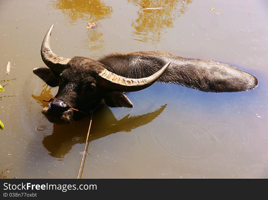 Water buffalo