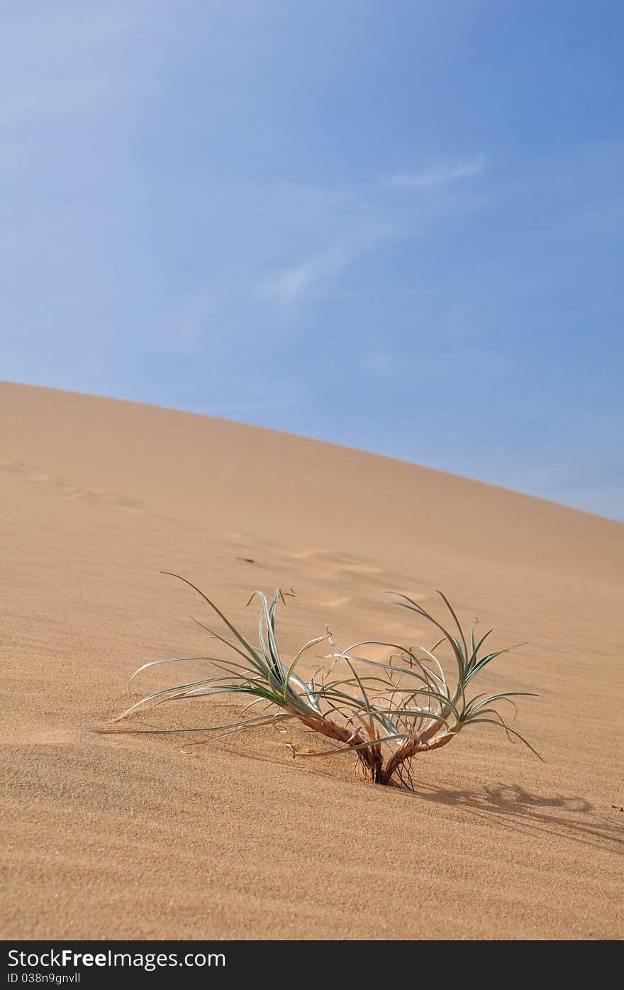 Plant in the desert