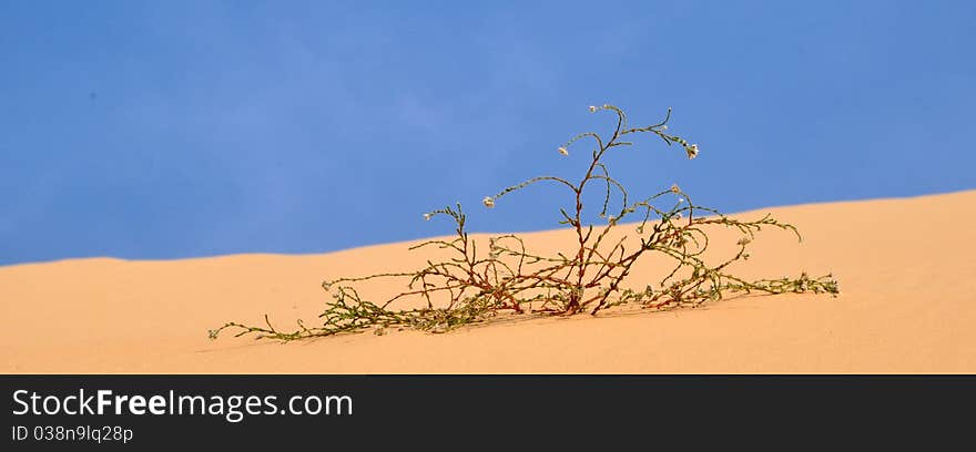 Plant in the desert