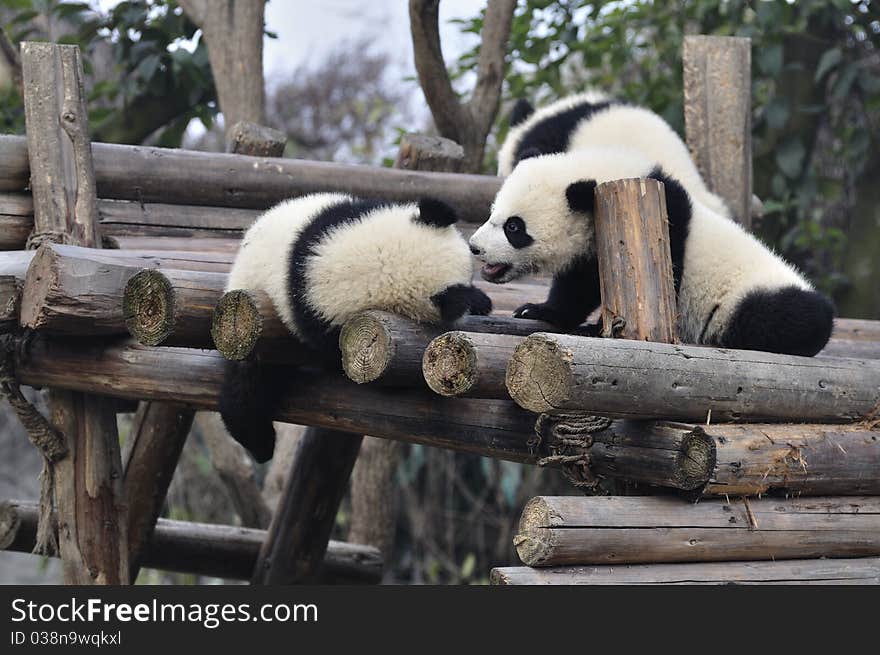 China Panda In Chengdu