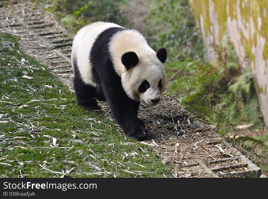 China Panda in Chengdu