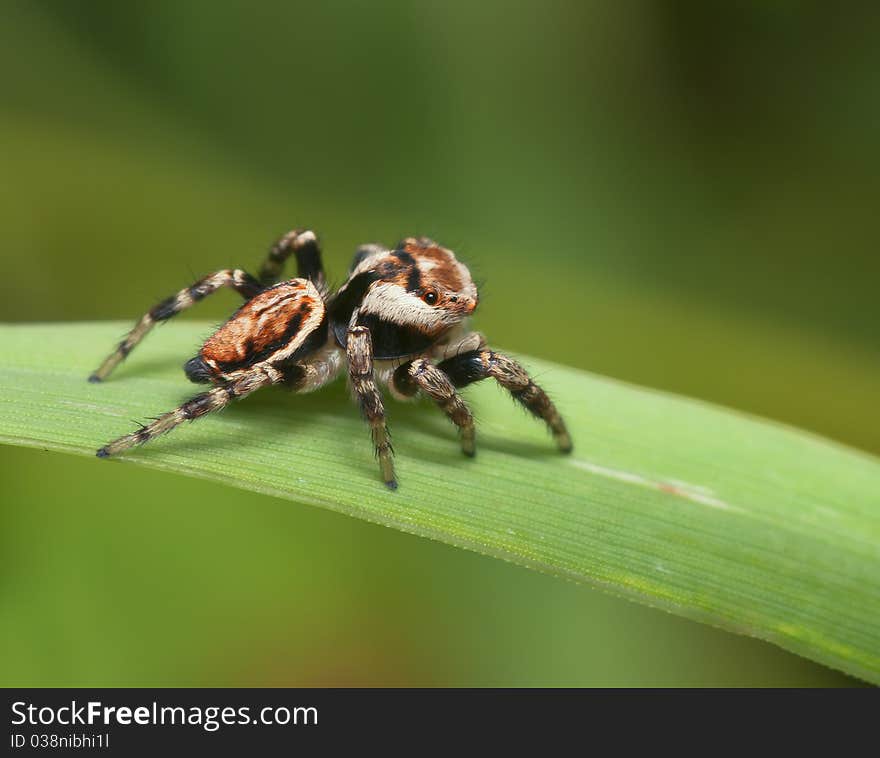 Jumping spider