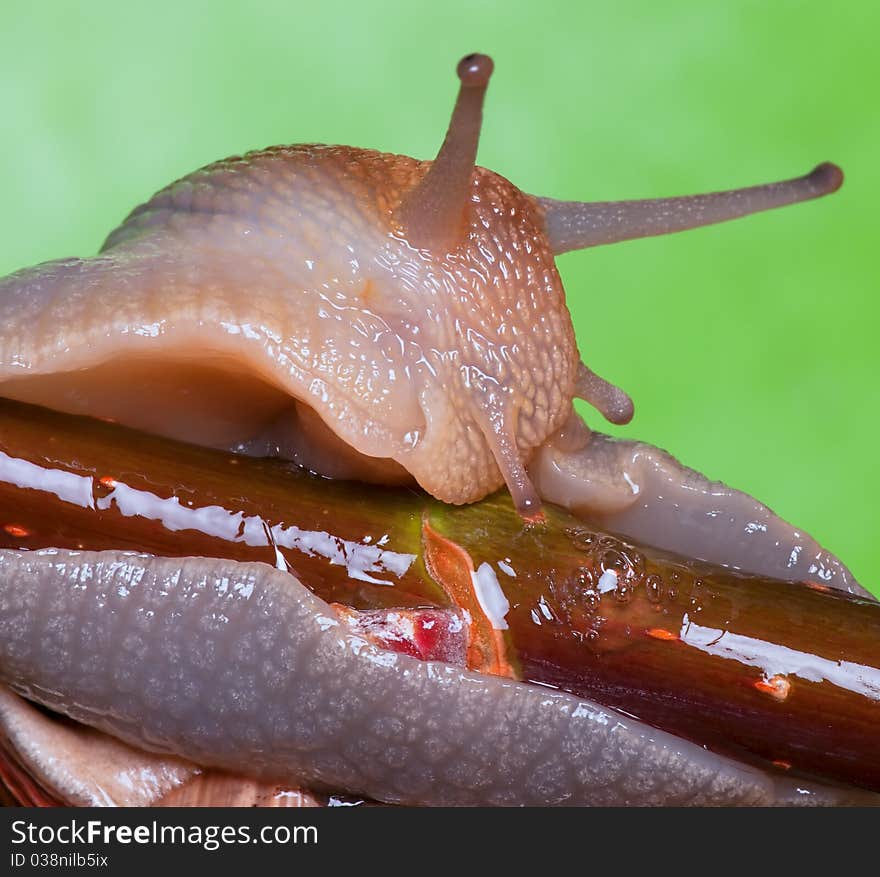 Portrait of snail in the wild