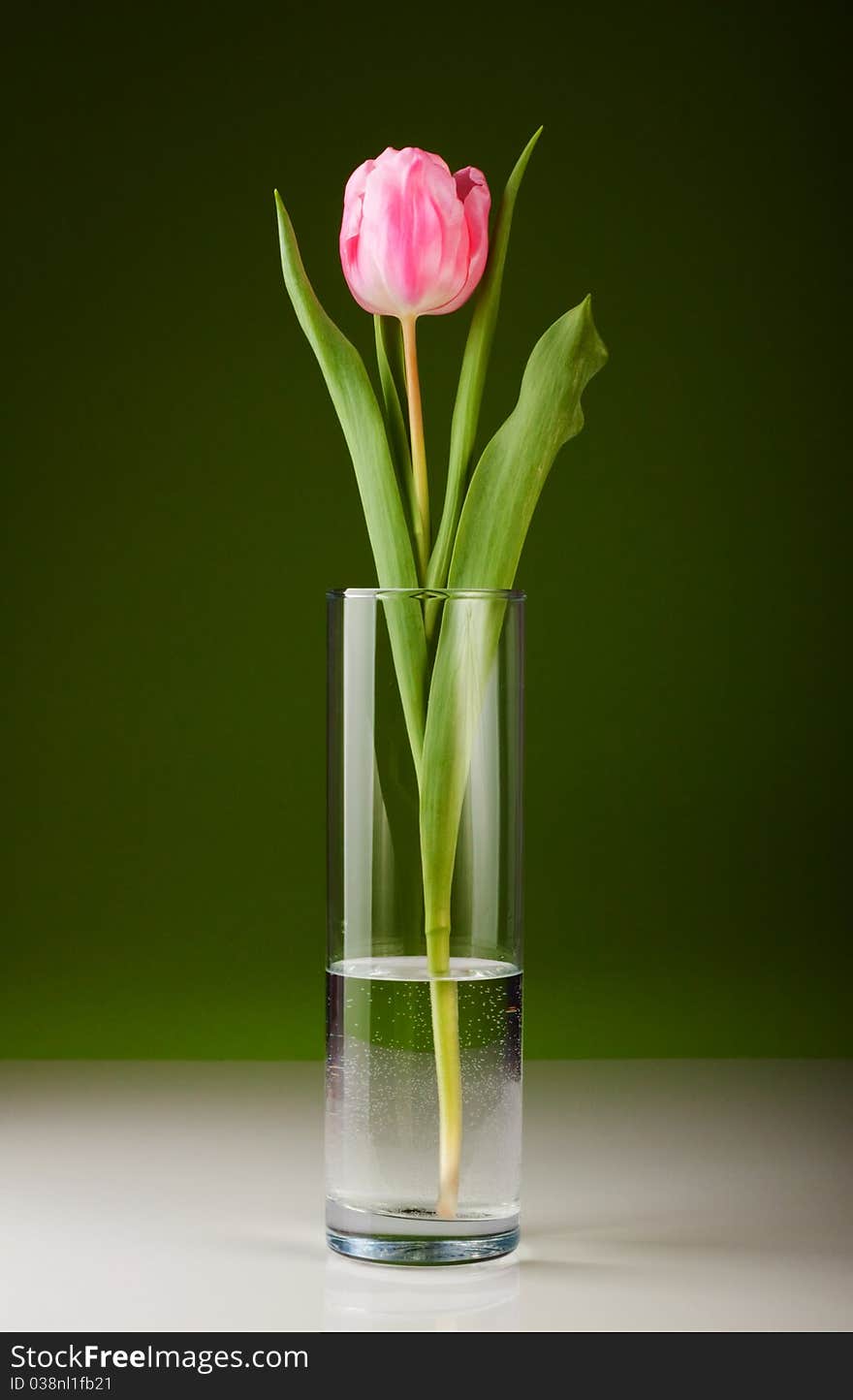 Beautiful fresh pink tulip for your design