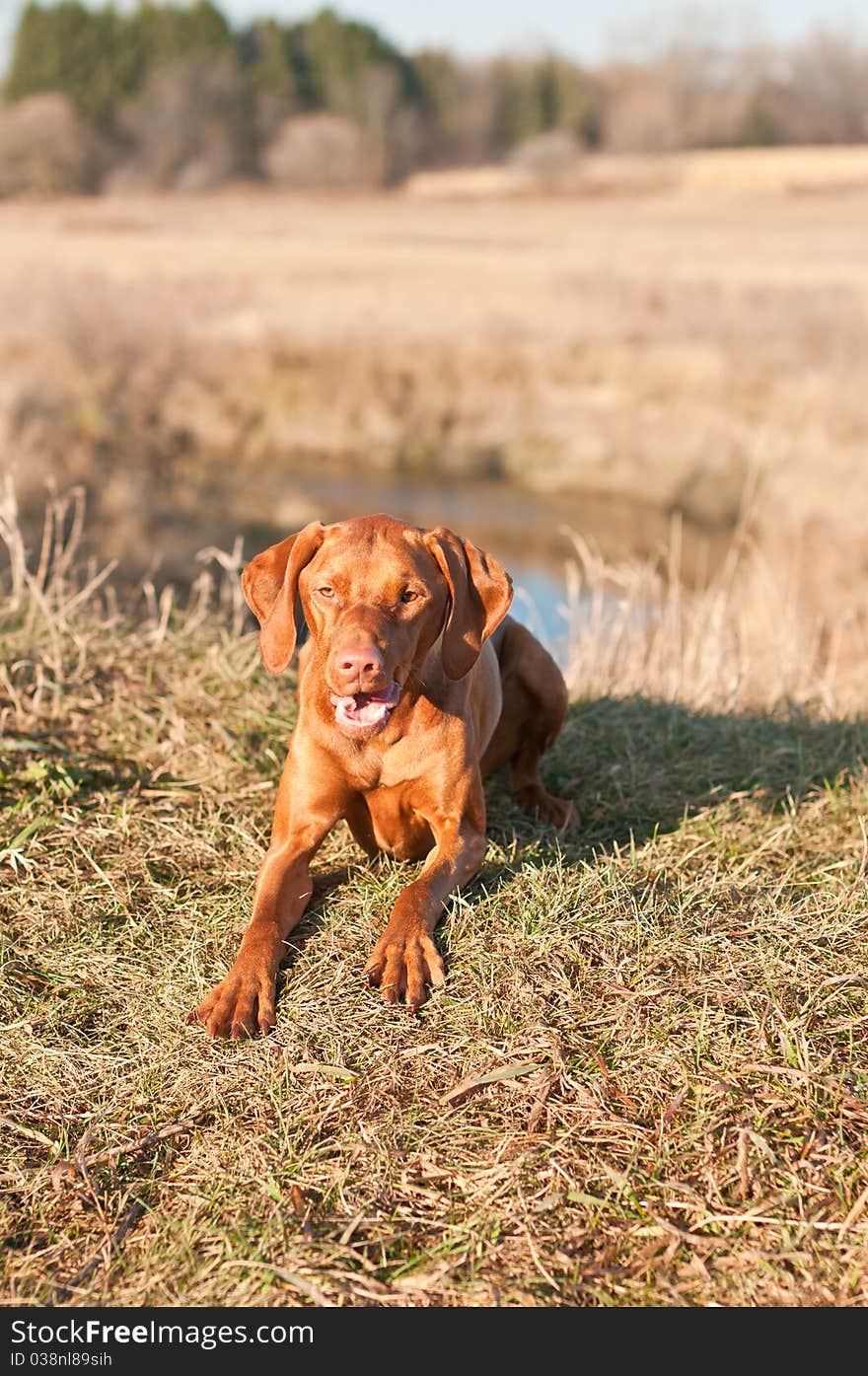 Crouching Vizsla Dog (Hungarian Pointer)