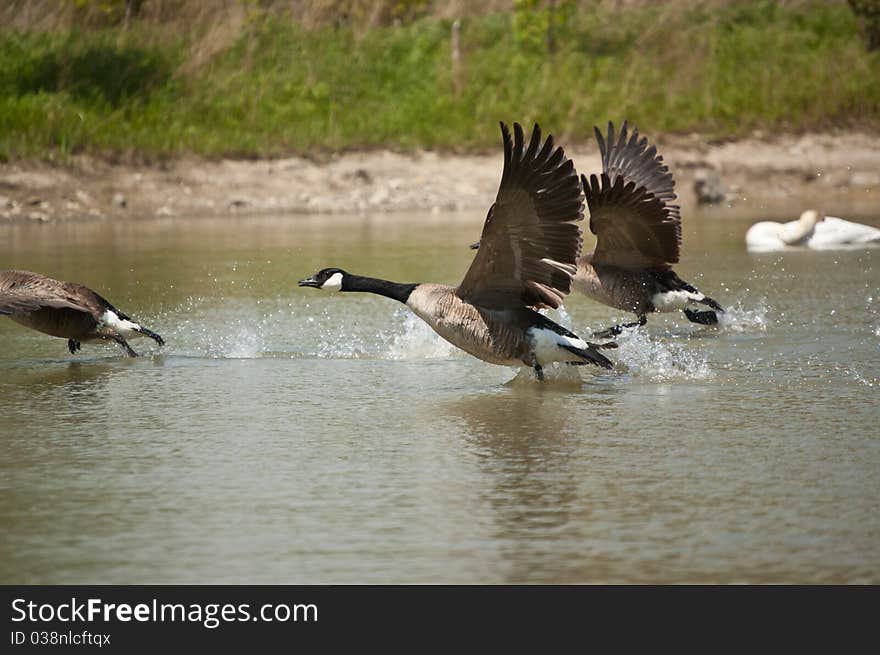 Canada Geese Taking Off from a Pond