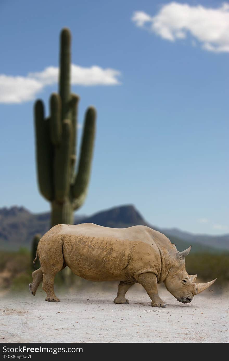 Rhino on Afric background, clipping path included. Rhino on Afric background, clipping path included