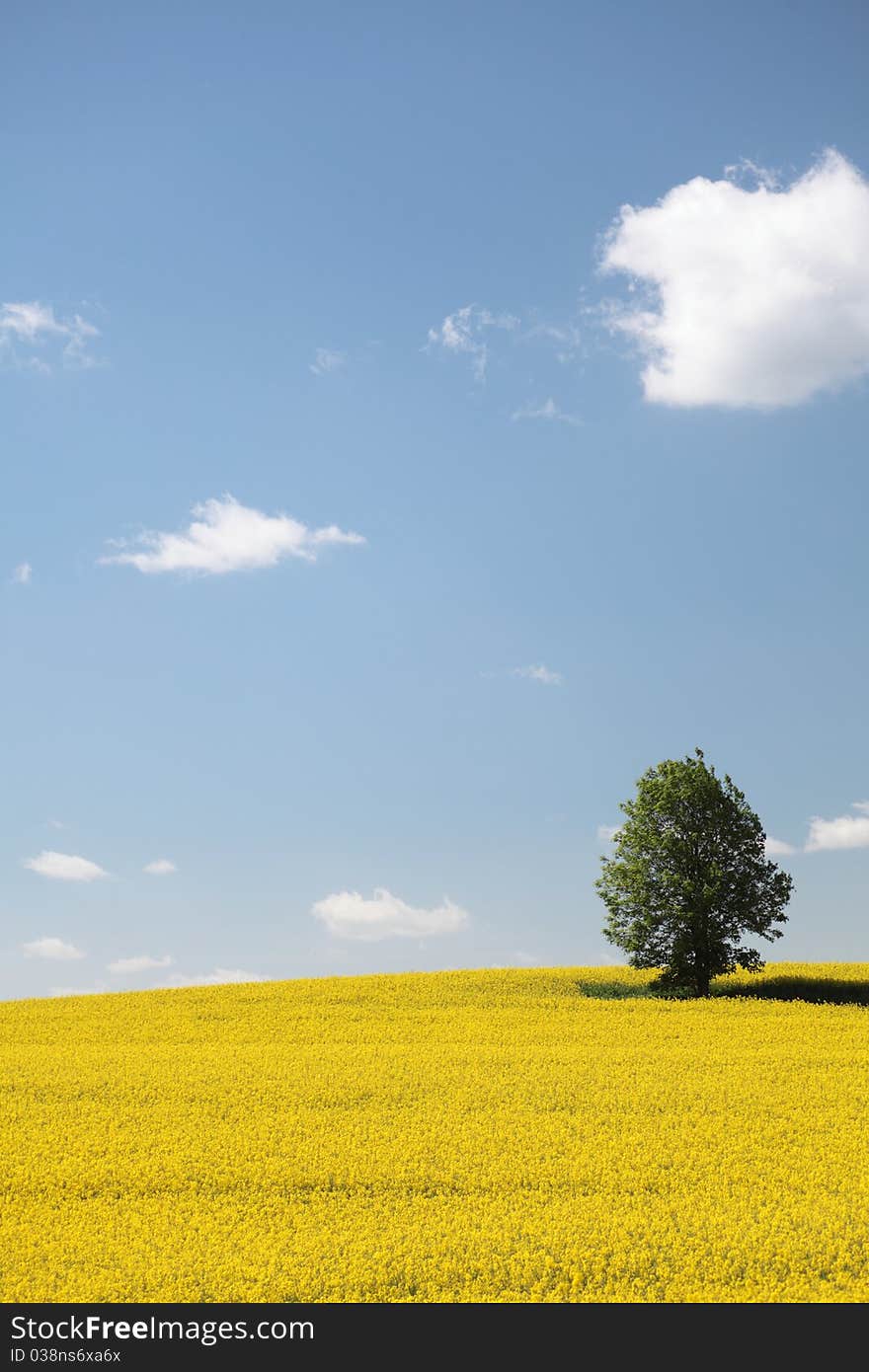 Yellow field in bloom with blue sky and white clouds. Yellow field in bloom with blue sky and white clouds