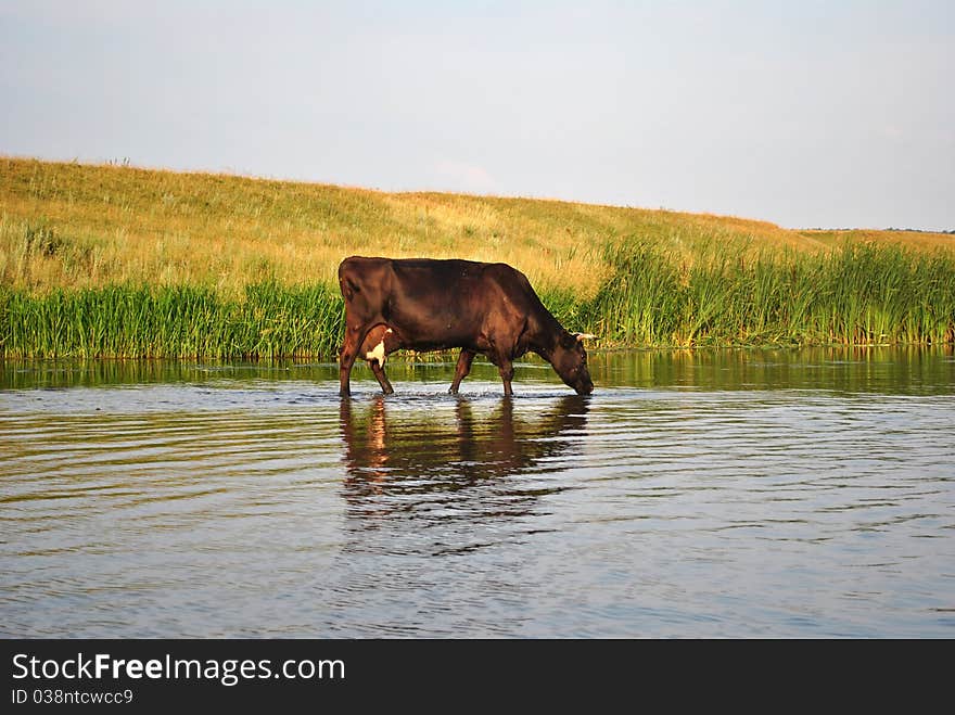 The Cow Drinks Water In The River