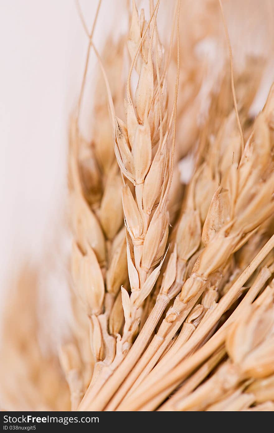 Closeup of corn in the ear