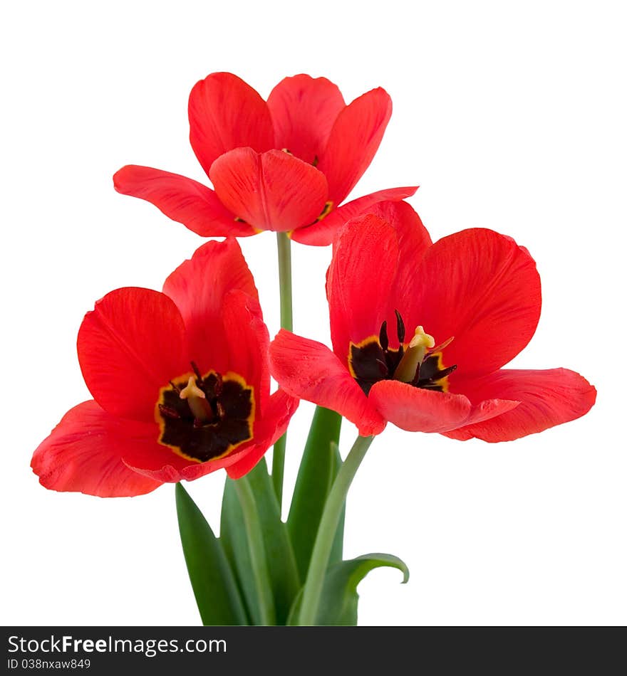 Bouquet of tulips isolated on a white background. Bouquet of tulips isolated on a white background