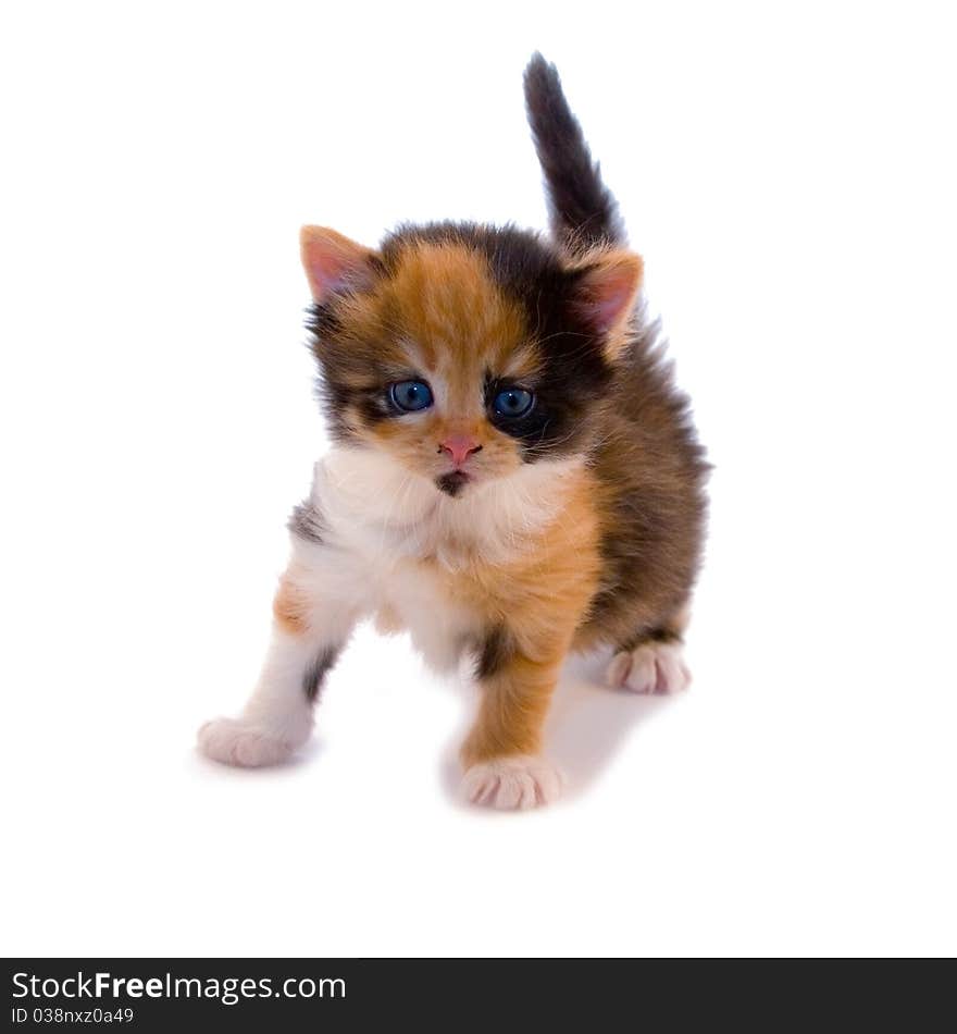 Little kitten isolated on a white background