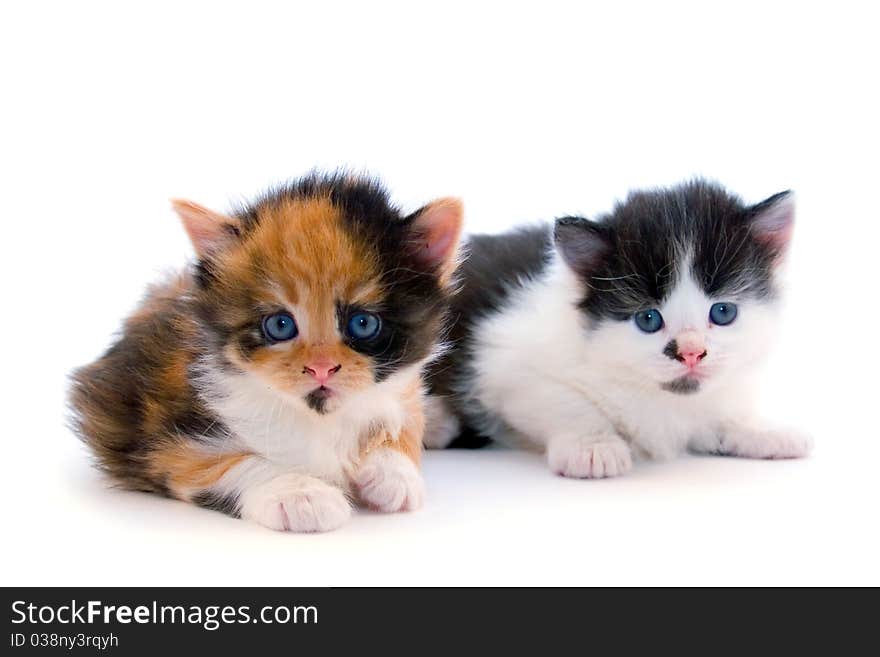 Little kittens isolated on a white background