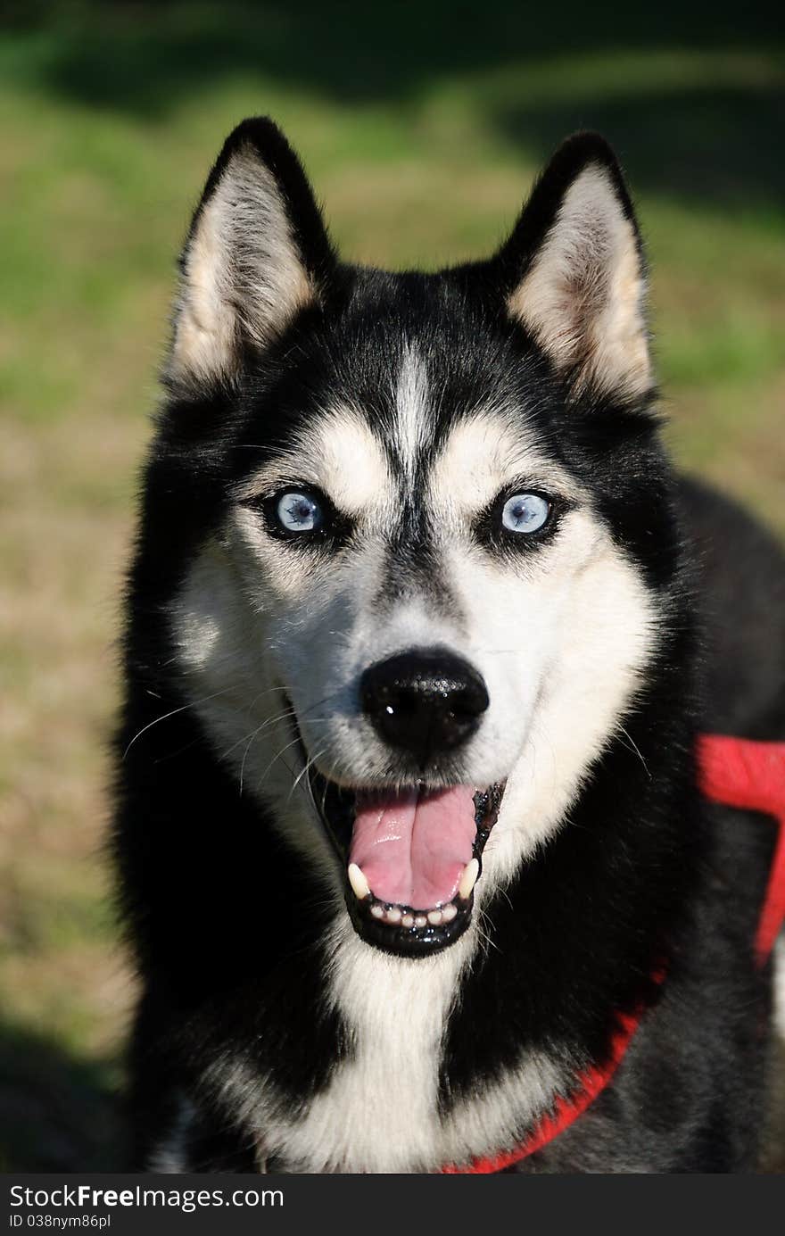 Close up of a puppy Husky with eyes of ice. Close up of a puppy Husky with eyes of ice