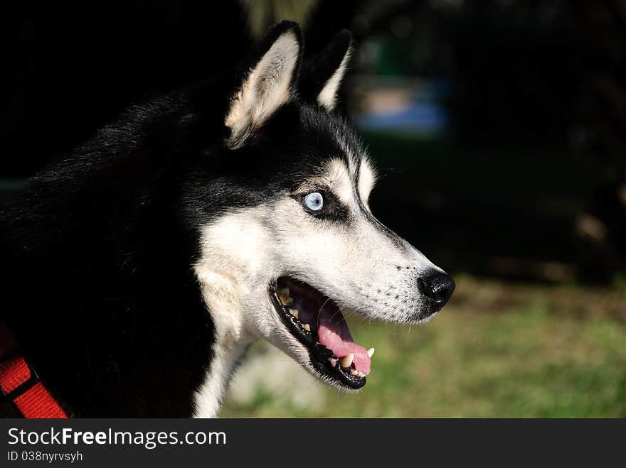 Close up of a puppy Husky with eyes of ice. Close up of a puppy Husky with eyes of ice