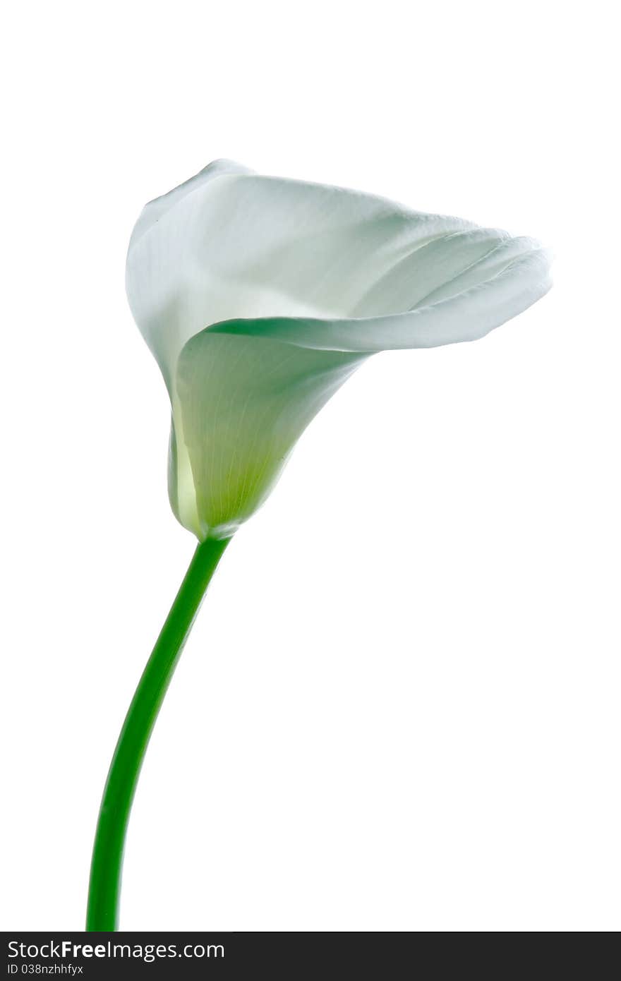 Beautiful calla isolated on white background