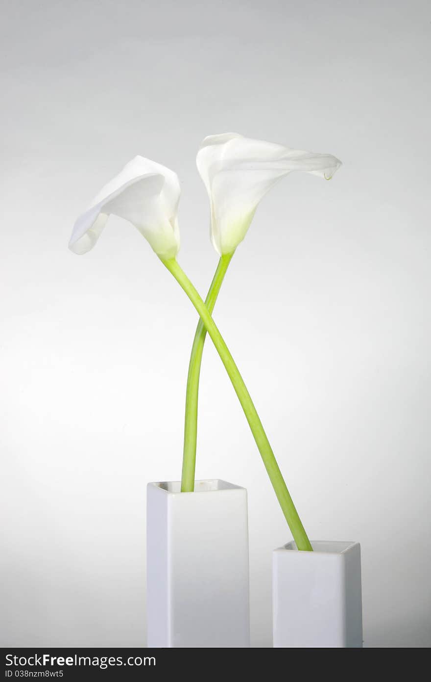 Beautiful calla in vase isolated on white background