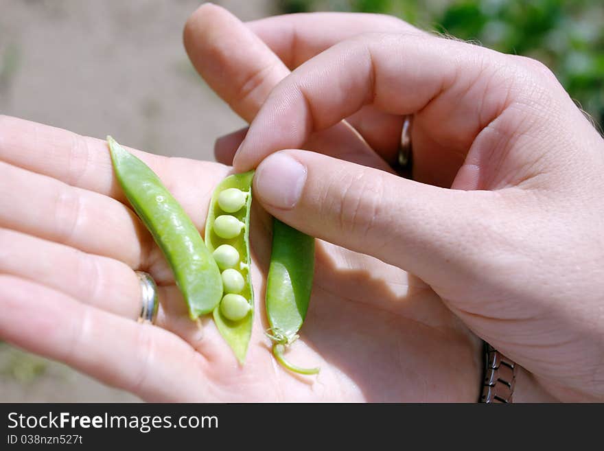 Peas in hand