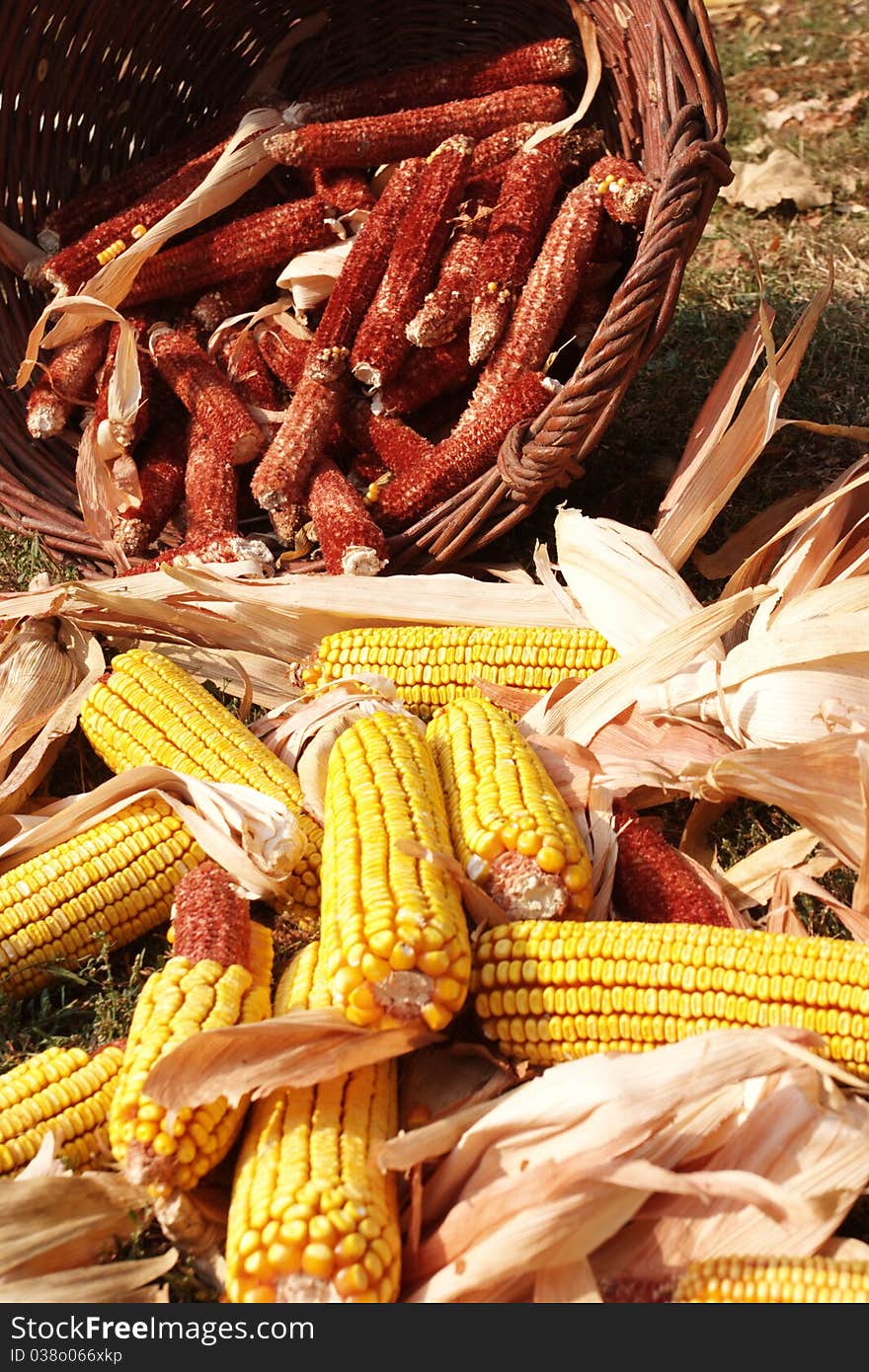 A bunch of corn in the basket