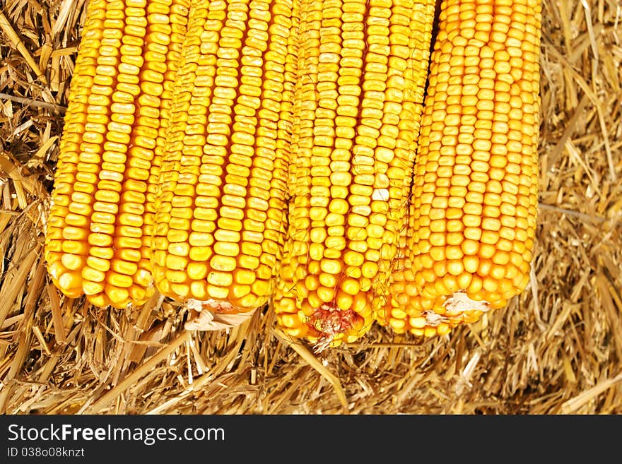 Colorful,fresh corn in straw