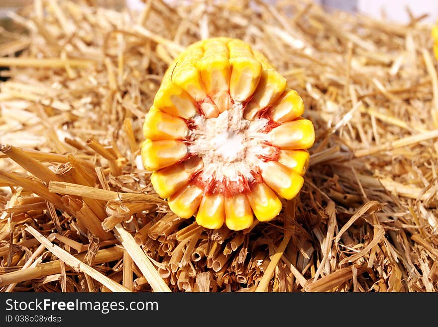 Section of corn in straw