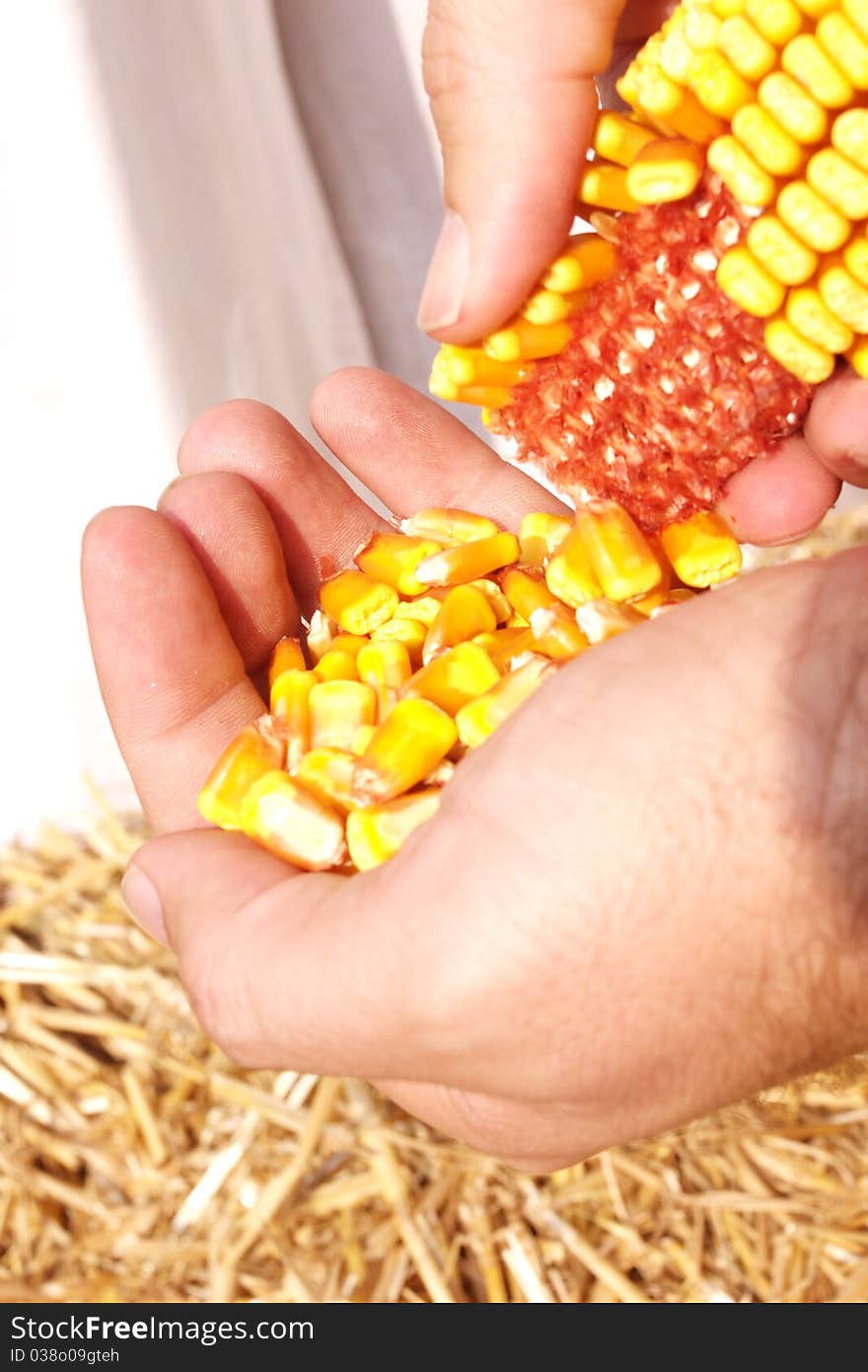 Husking corn in men's hand