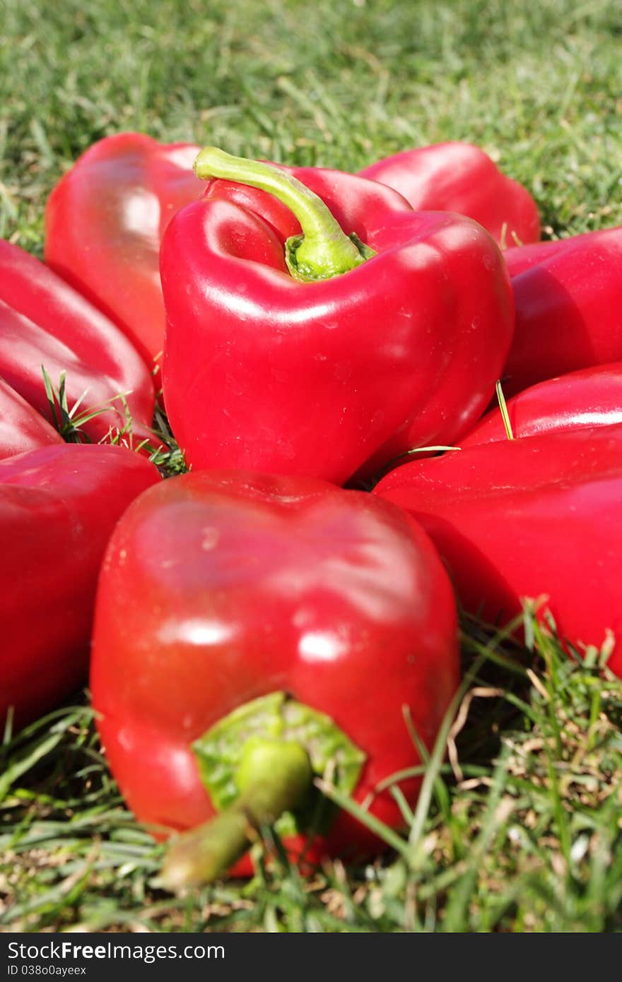 Colorful red pepper in close-ups