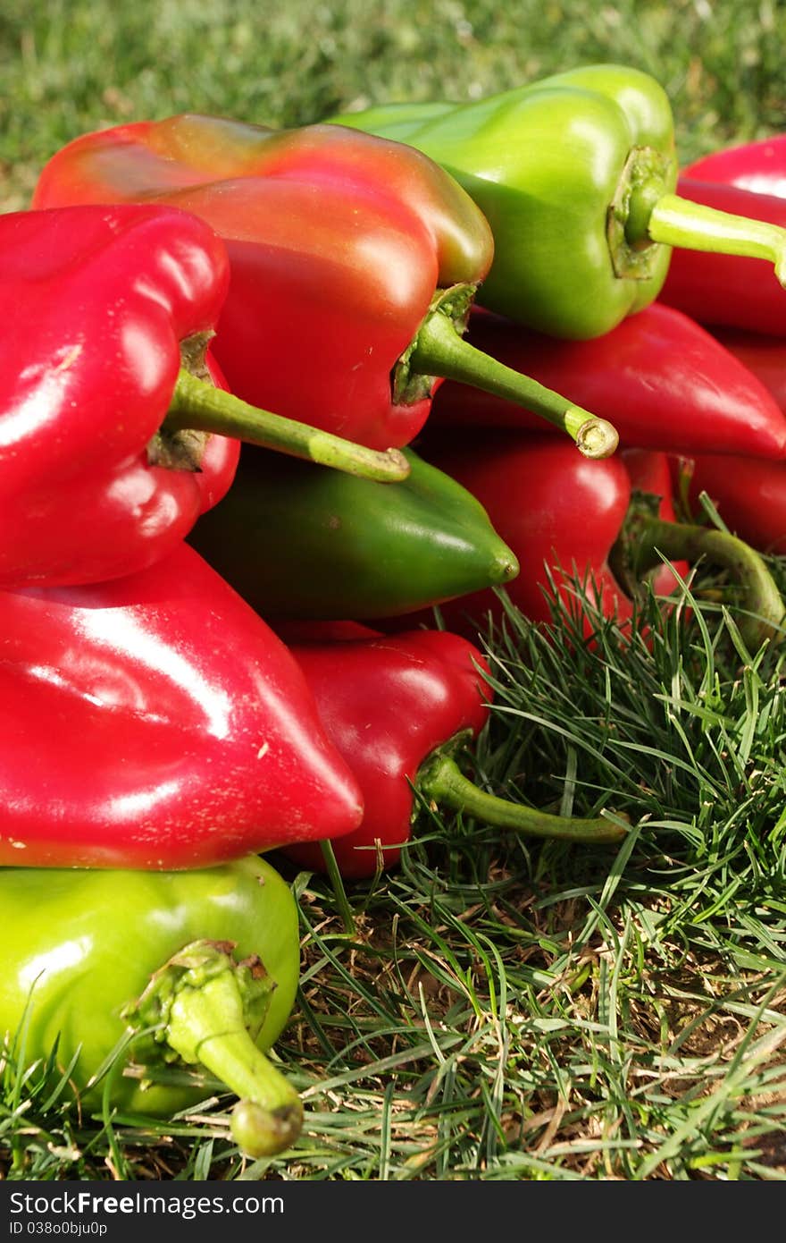 Fresh,colorful pepper in close-ups. Fresh,colorful pepper in close-ups