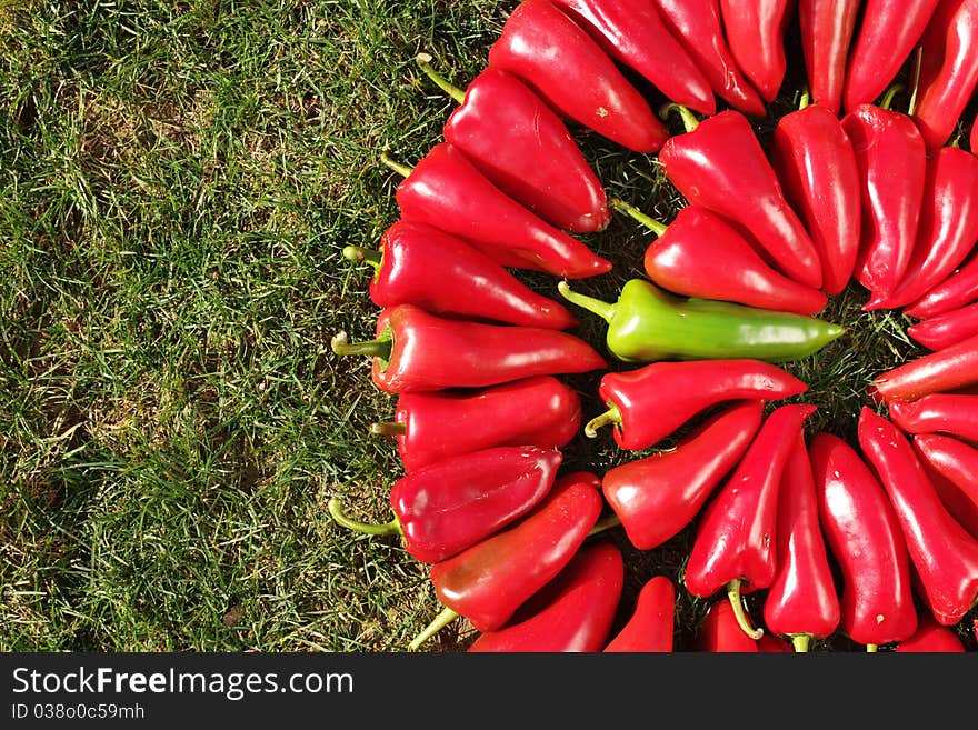 Colorful pepper arranged in a circle