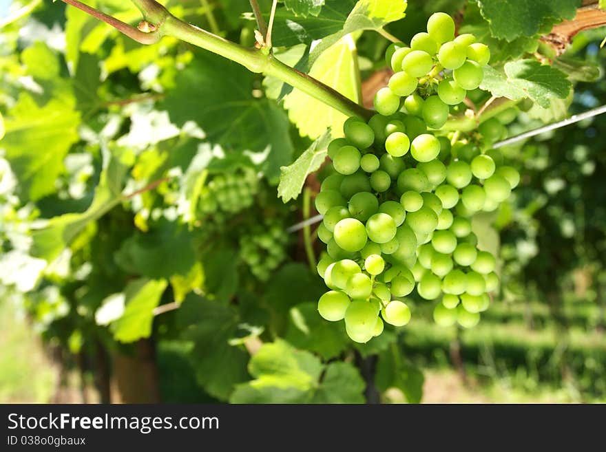 Colorful immature grapes in close-ups