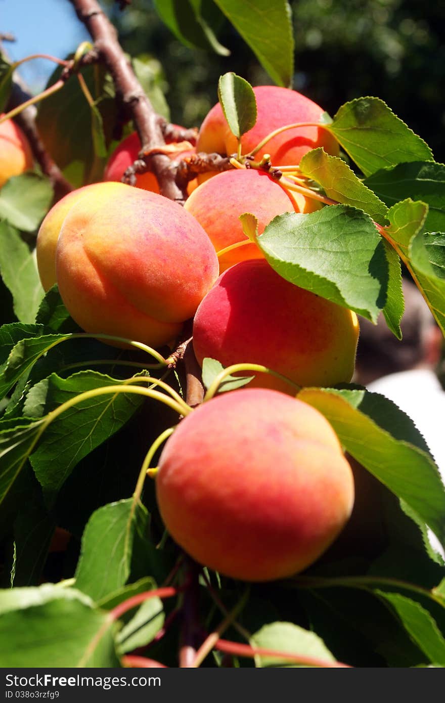 Fresh peaches on a branch