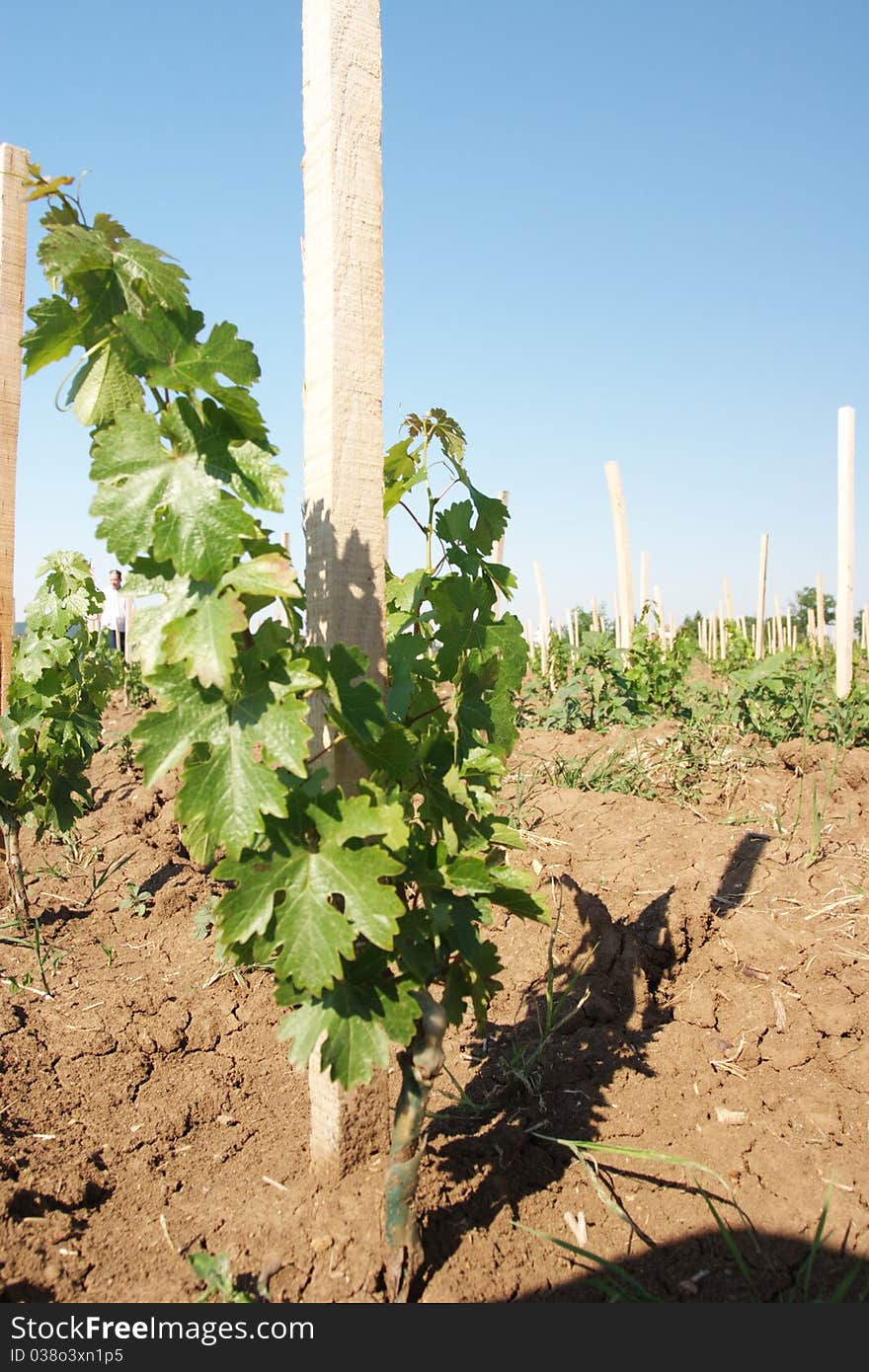 Vineyard In Close-ups