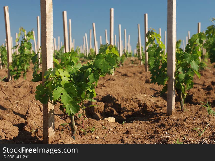 Vineyard in close-ups