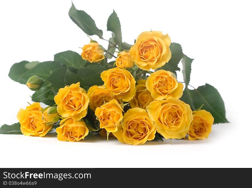 Beautiful yellow roses isolated on white background