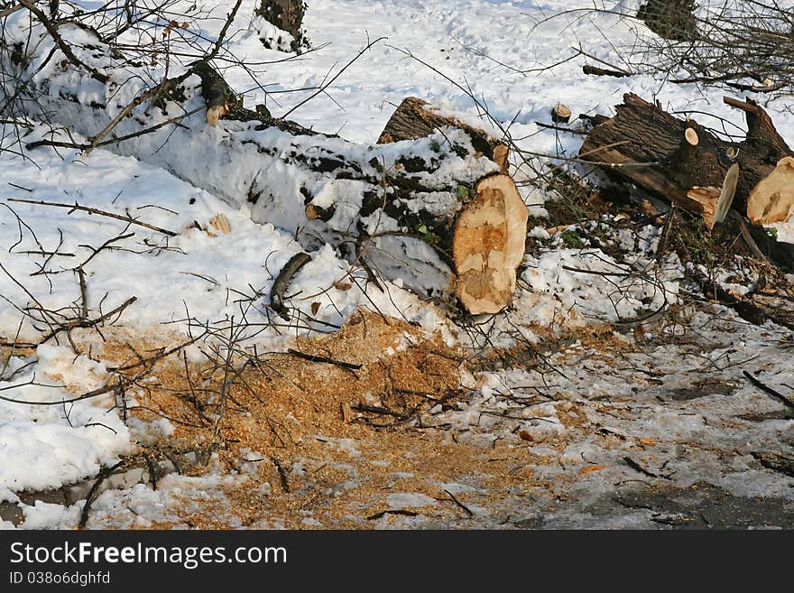 Cut tree.
Tree log.
Tree under snow.