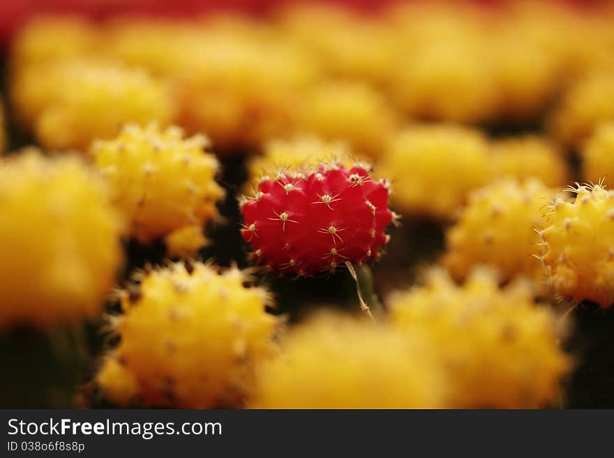 Grafted red cactus plant in between many grafted yellow cactus plants. Grafted red cactus plant in between many grafted yellow cactus plants